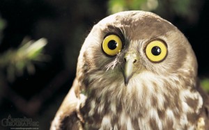 Create meme: owl owl, funny owls, owls