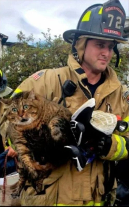 Create meme: firefighter , domestic cat, saved a cat 