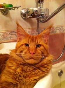 Create meme: stupid cat, meme of ginger cat, cats