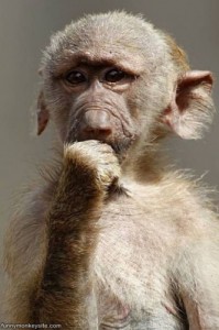 Create meme: makaka, baboon, monkey