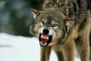 Create meme: the wolf threat, wolf, bad wolf