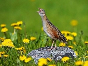 Create meme: corncrake sounds, corncrake Dergach photo, corncrake bird photos