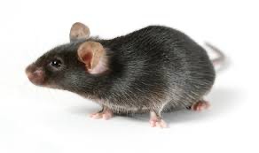 Create meme: pet mouse