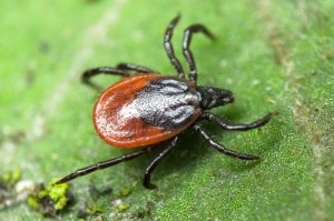 Create meme: tick-borne, first aid for tick bites, ticks