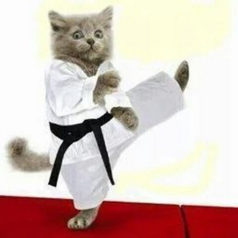 Создать мем: коты в костюмах карате, кот дзюдоист, серый кот каратист