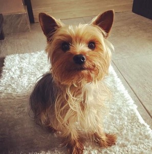 Create meme: the most cute pictures of Yorkshire Terrier, Yorkshire Terrier original dog pictures, Yorkshire Terrier on pinterest