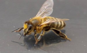 Создать мем: пчела шмель шершень, пчела большая, оса пчела