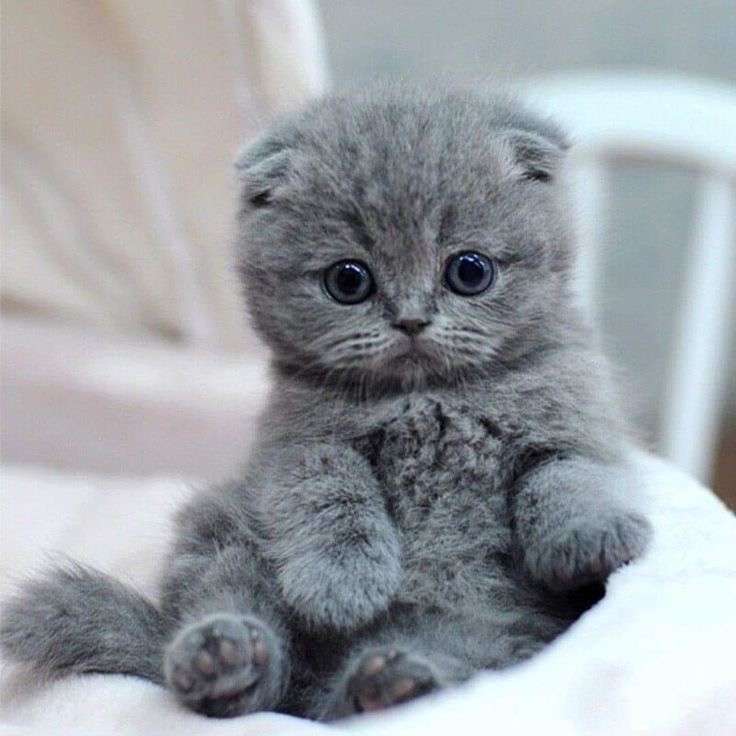 Create meme: lop-eared kitten, The lop-eared Scotsman is grey, scottish fold kittens