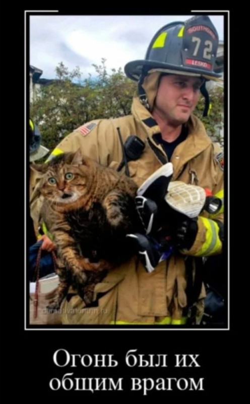 Create meme: the fireman's cat, firefighter , cheerful firefighter