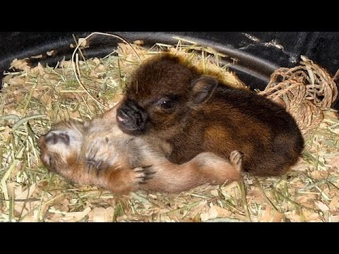 Создать мем: щенки, детеныши животных, собака животное