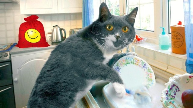 Create meme: The cat is washing the dishes, a cat washing dishes, to wash the dishes 