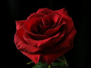 Создать мем: роза бутон, red rose, эквадорские розы