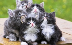 Создать мем: много милых котят, кошка, пятеро котят милых маленьких