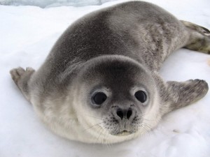 Создать мем: тюлень морской котик, фотографии тюленя, кольчатая нерпа юки
