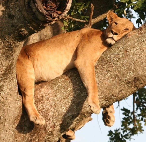 Создать мем: африканская львица спит, львица спит на дереве, лев на дереве