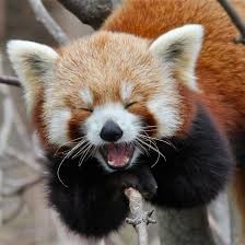 Create meme: funny animals, animals, red Panda