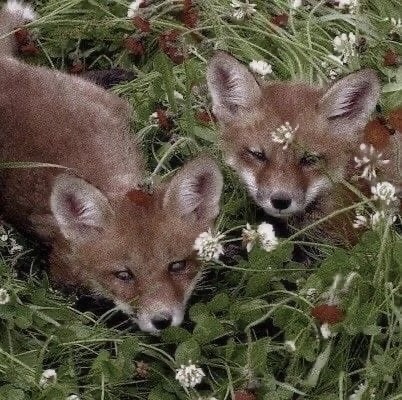 Create meme: forest animals, Fox, beautiful fox