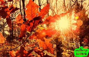 Create meme: Golden autumn leaves, the autumn sun, autumn Indian summer