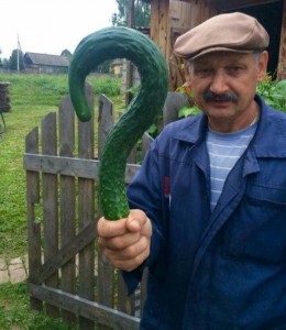Create meme: grandfather with cucumber, cucumber, ripe cucumber question