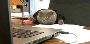 Создать мем: кот начальник, Кошка, кот на работе
