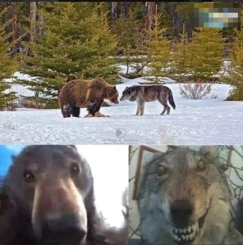 Создать мем: упоротый волк мем, медведь и волк, всратый волк