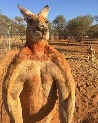 Create meme: muscular kangaroo, kangaroo, inflated kangaroo