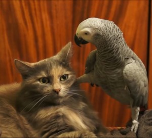 Create meme: parrot, a parrot at a cat, parrot interrogating the cat