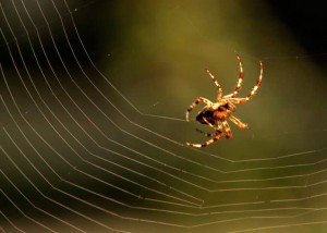 Create meme: picture a spider spinning a web, spider garden-spider, spiders pictures