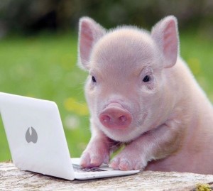 Create meme: little piggy, the minipig, mini pig