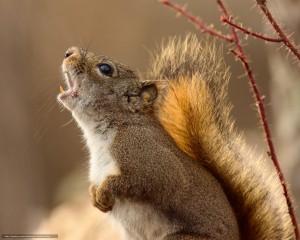 Create meme: animals, protein photos near, photo squirrel close-up