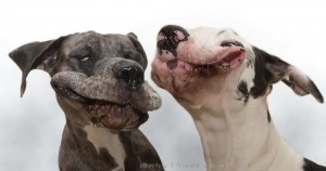 Создать мем: фотки смешной собаки дога, немецкий дог, собака