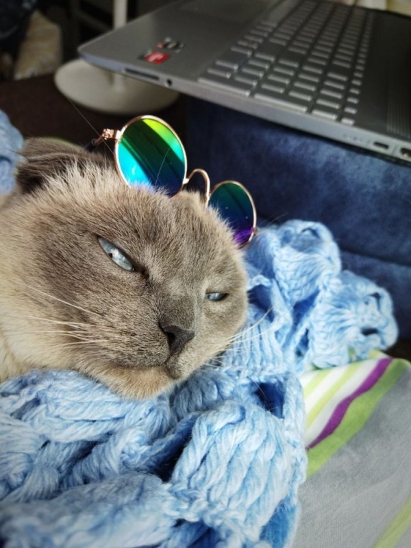 Создать мем: кошки в очках, котики, коты в очках