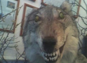 Create meme: stoned wolf , the great wolf, carbon monoxide wolf