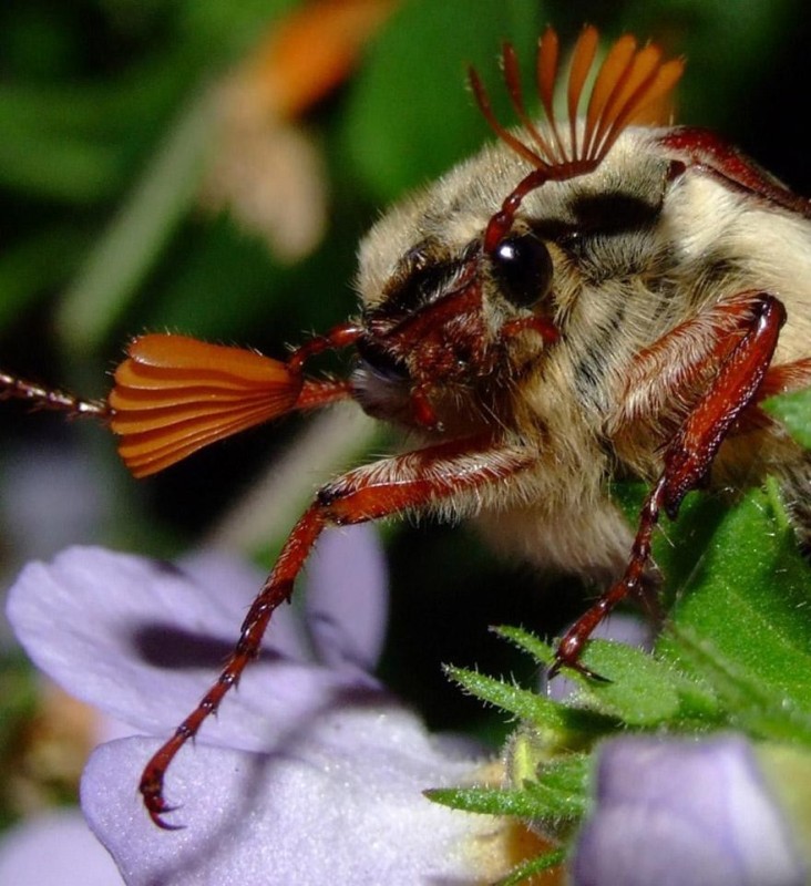 Create meme: may bug, Khrushchev the May bug, moth antenna insecta