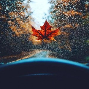 Создать мем: rainy, что такое дождь, leaf