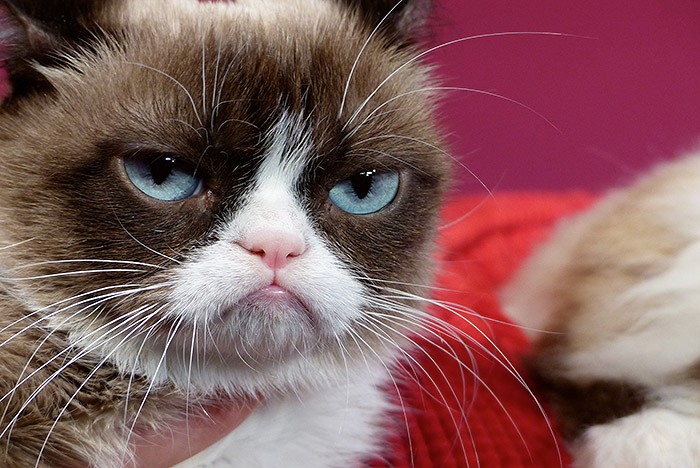 Создать мем: кот сердитый, угрюмый кот, real grumpy cat