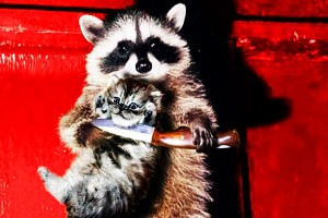 Create meme: a raccoon with a knife, raccoons, raccoon gargle