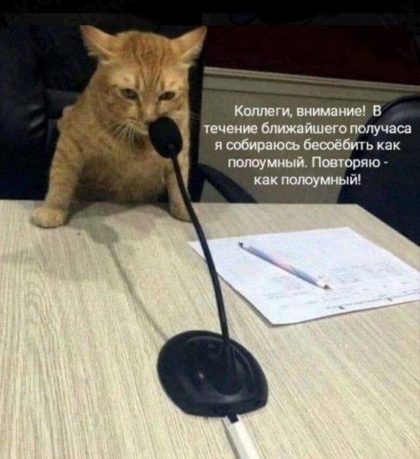 Create meme: The cat is interviewing, cat with microphone, cat with microphone meme