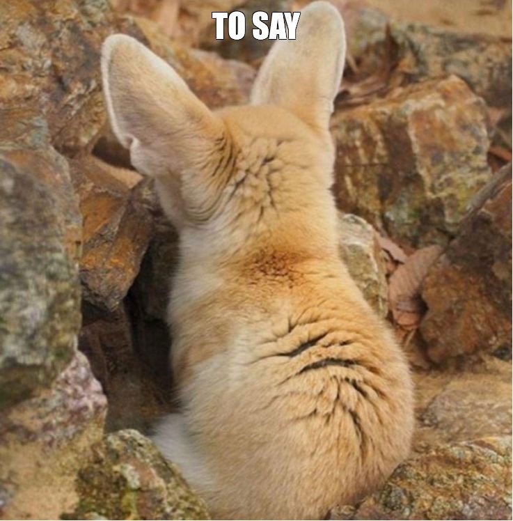 Create meme: fennec, fennec fox, steppe fox