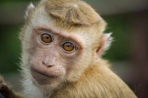 Create meme: rhesus monkey., surprised monkey