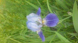 Create meme: iris potocco, Siberian iris blue king, iris Siberian