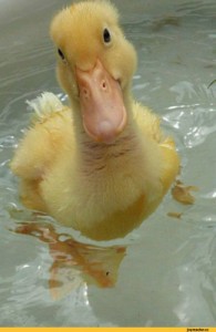 Create meme: animal, funny animals, quack