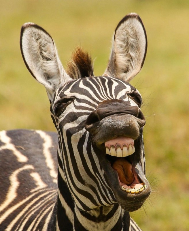 Создать мем: зебра смешная, зебра смеется, зебра ржет
