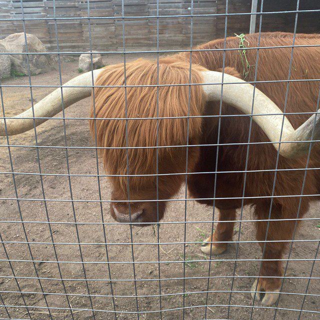 Создать мем: bull zoo, породы коров, хайлендские коровы в загоне