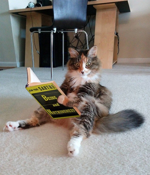 Создать мем: cat cat, смешной кот с книгой, кошка в библиотеке