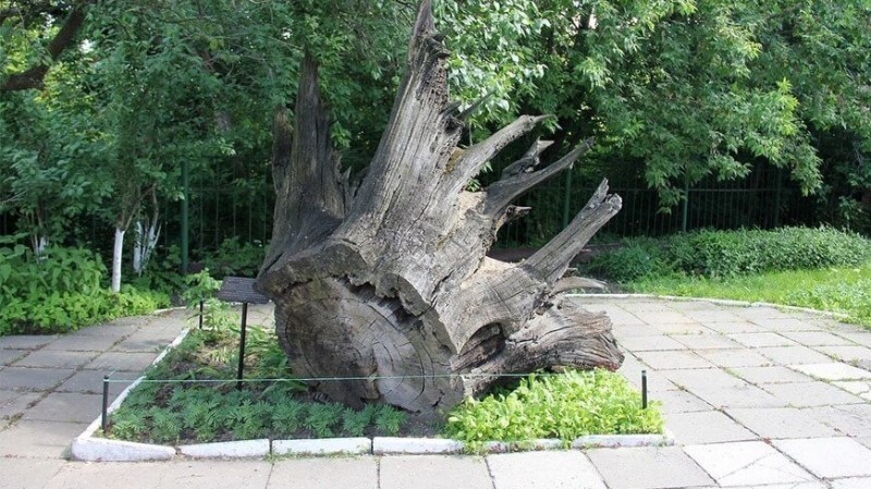 Create meme: murom the oak of Ilya muromets, monument of Ilya Muromets, ilya muromets museum monument in murom
