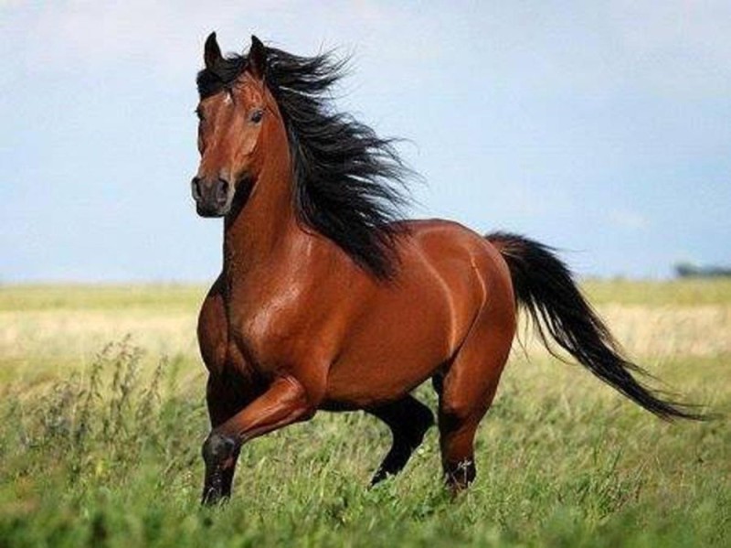 Create meme: chestnut horse, mustang horse, trakenen horse breed