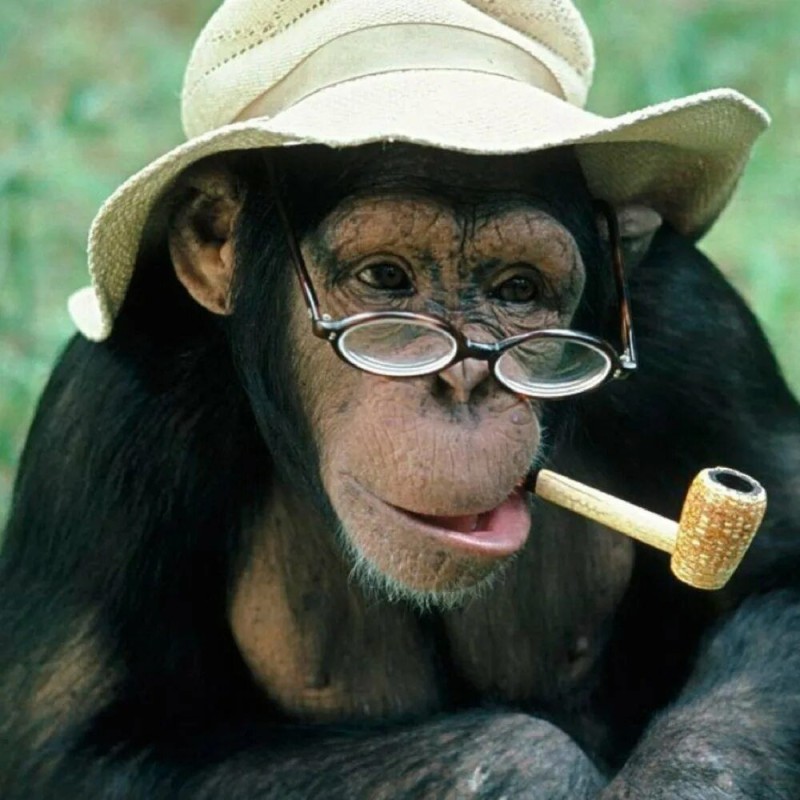 Создать мем: обезьяна с сигарой, мартышка в очках, смешные обезьяны