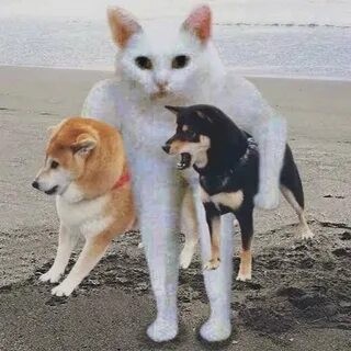 Create meme: shiba inu and the cat, shiba inu dog, shiba inu