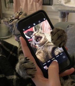 Создать мем: кот делает селфи, коты с телефоном селфи, кот с телефоном